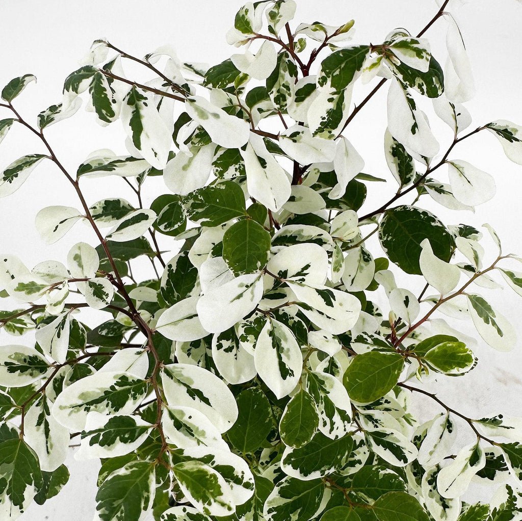 Breynia disticha ‘Snow Bush'