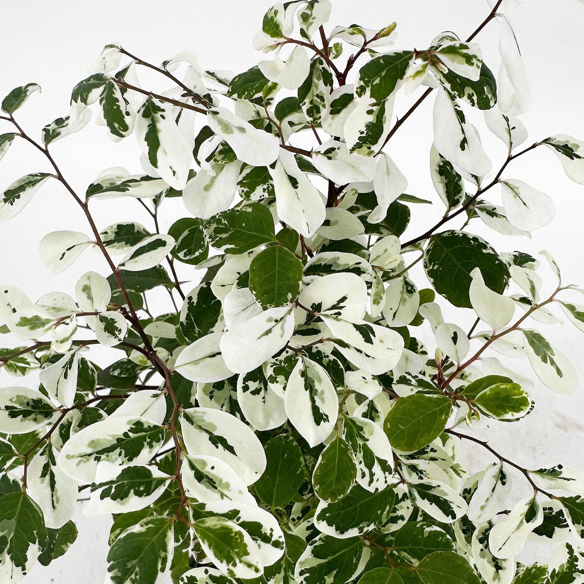 Breynia disticha ‘Snow Bush'