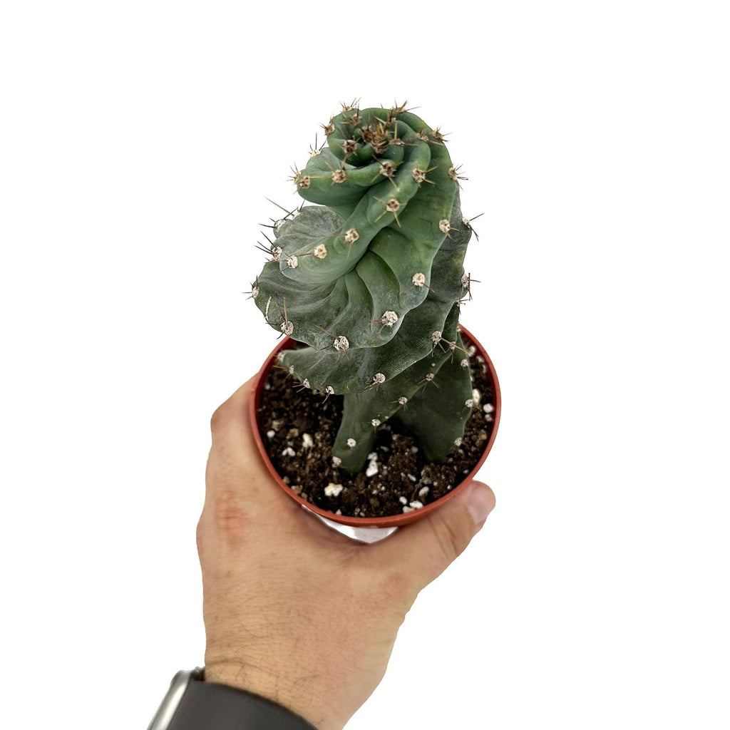 Cereus Forbesii 'Spiralis'