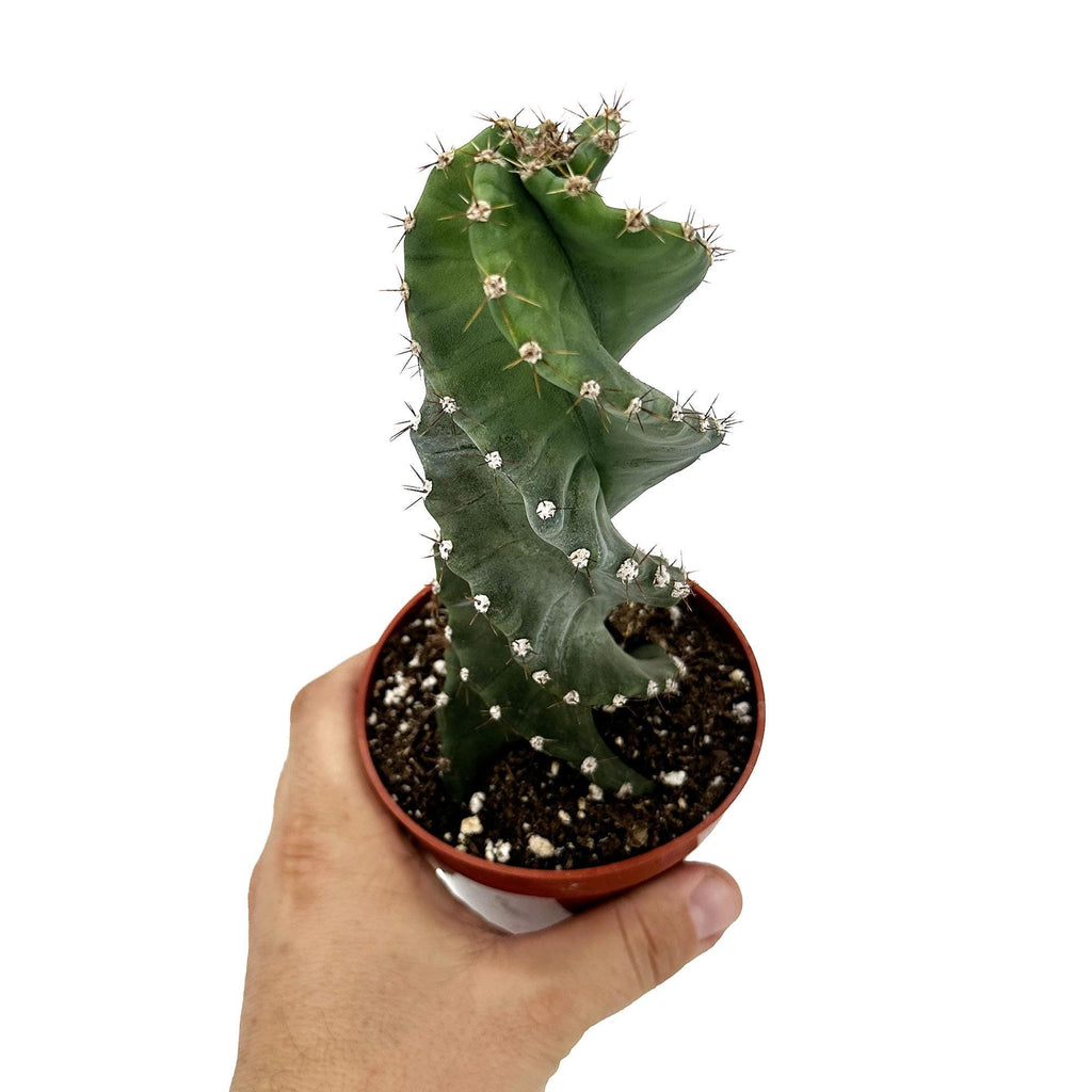 Cereus Forbesii 'Spiralis'