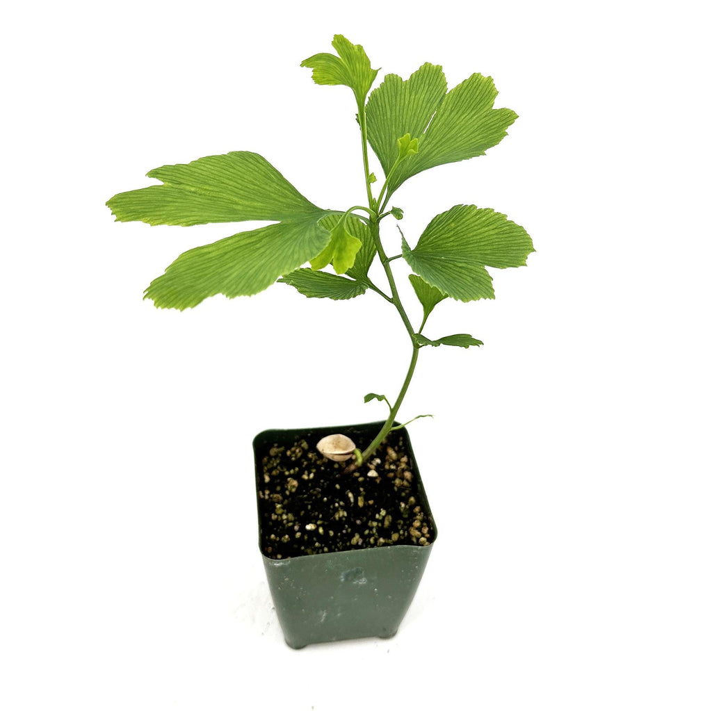 Ginkgo biloba 'Maidenhair Tree'