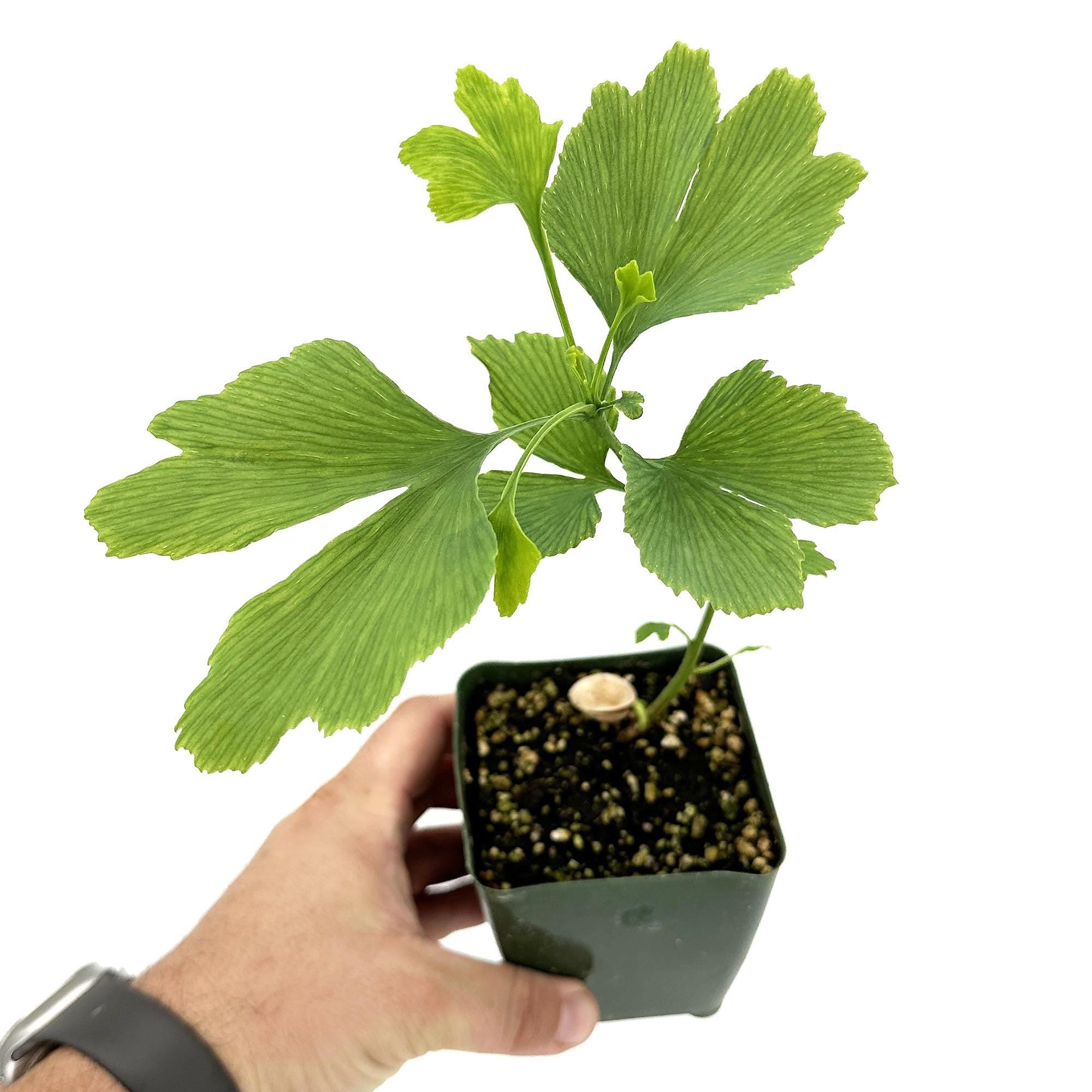 Ginkgo biloba 'Maidenhair Tree'