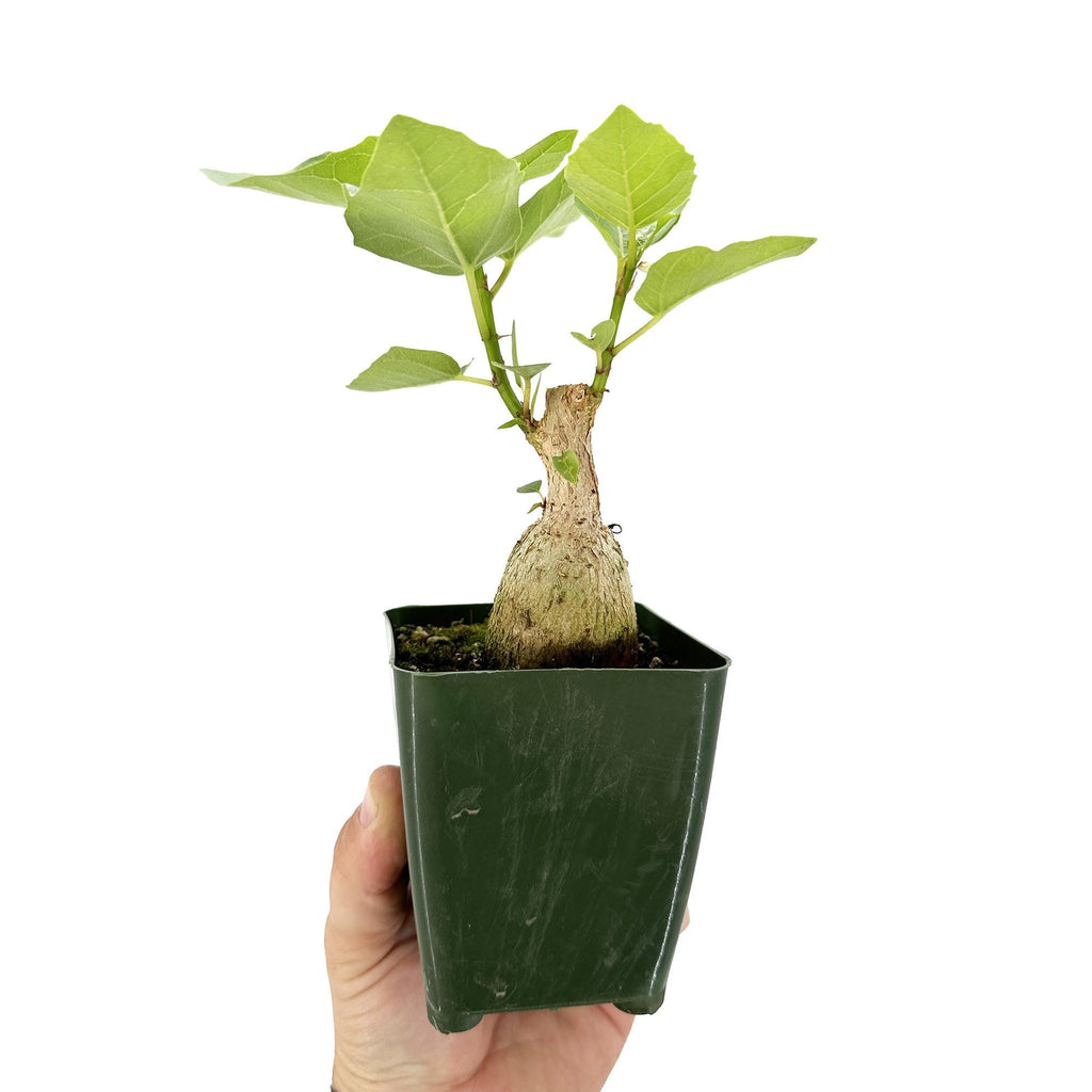 Ficus Palmeri