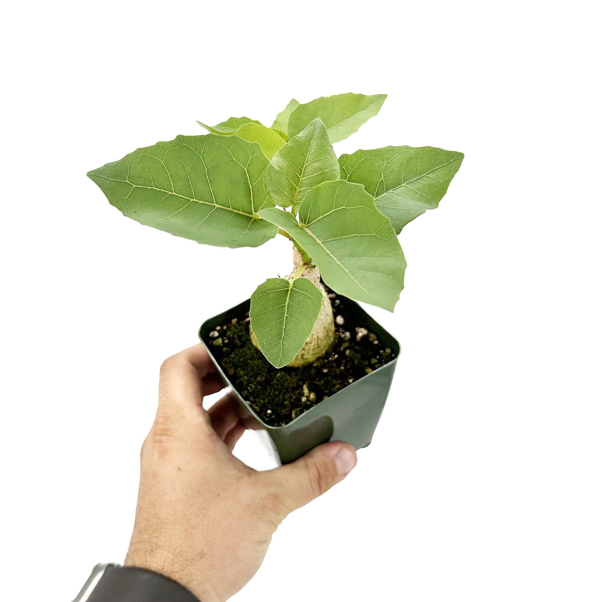 Ficus Palmeri