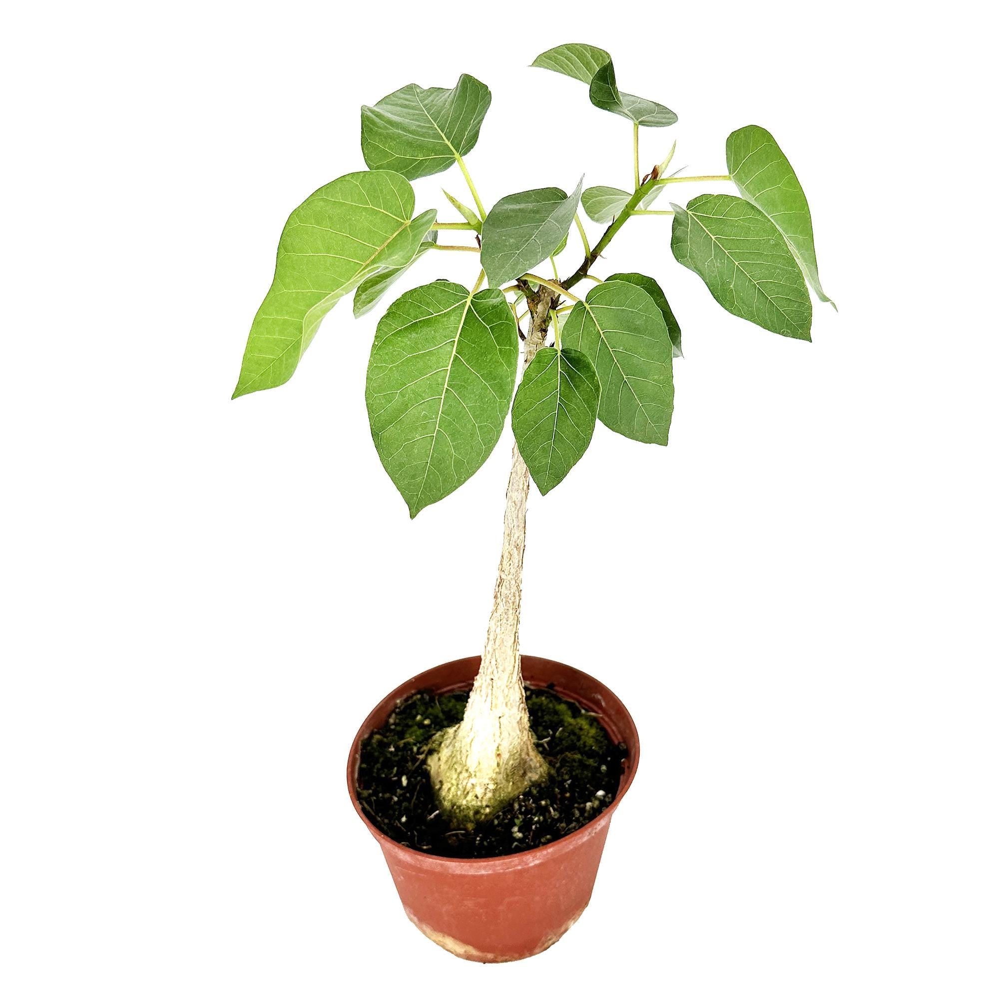 Ficus Palmeri