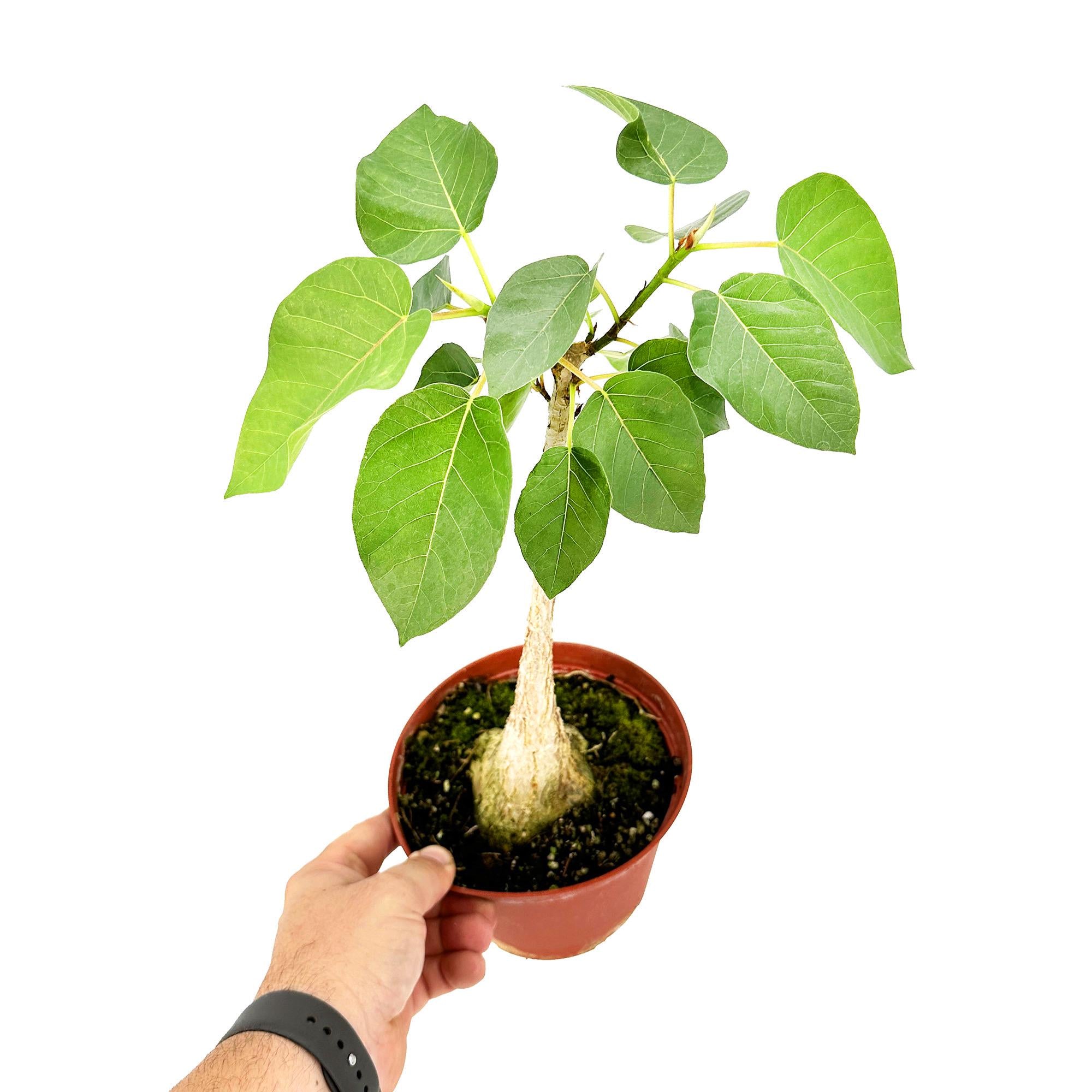 Ficus Palmeri