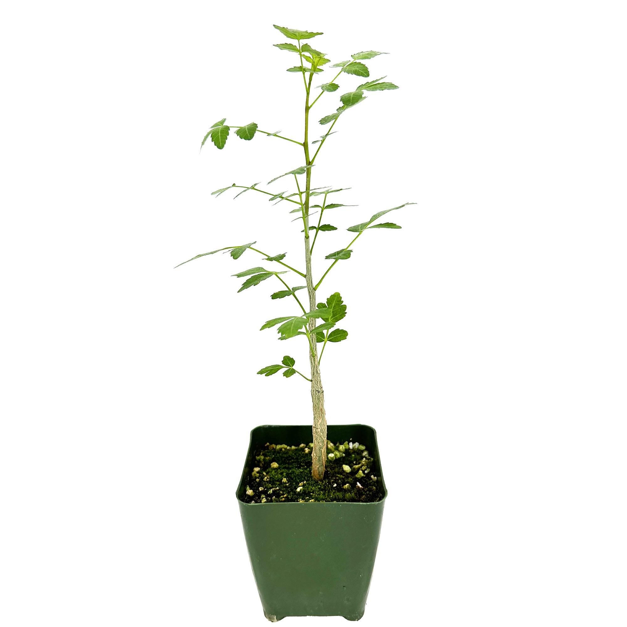 Bursera fagaroides 'Mini Elephant Tree'