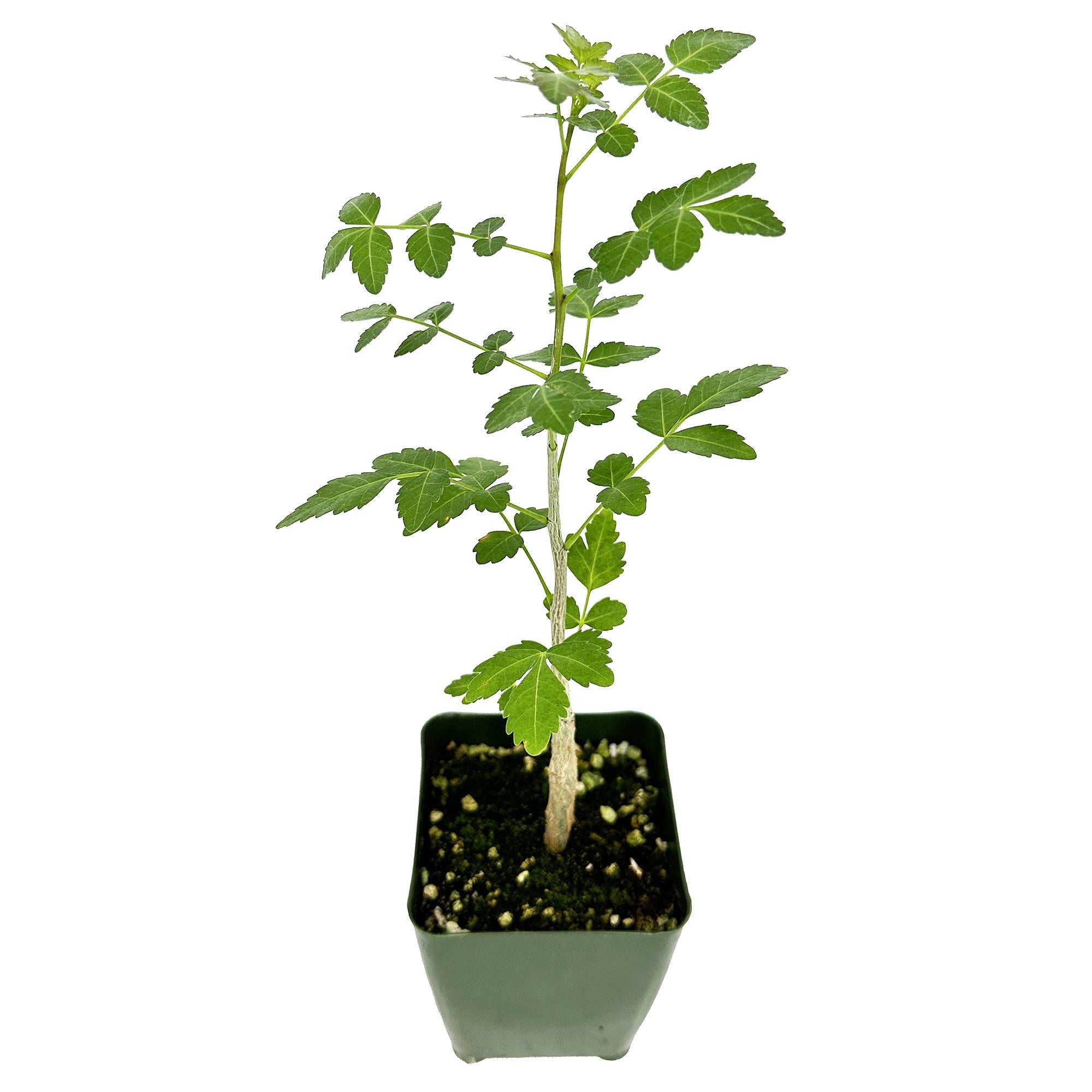 Bursera fagaroides 'Mini Elephant Tree'