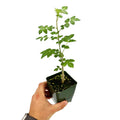 Bursera fagaroides 'Mini Elephant Tree'