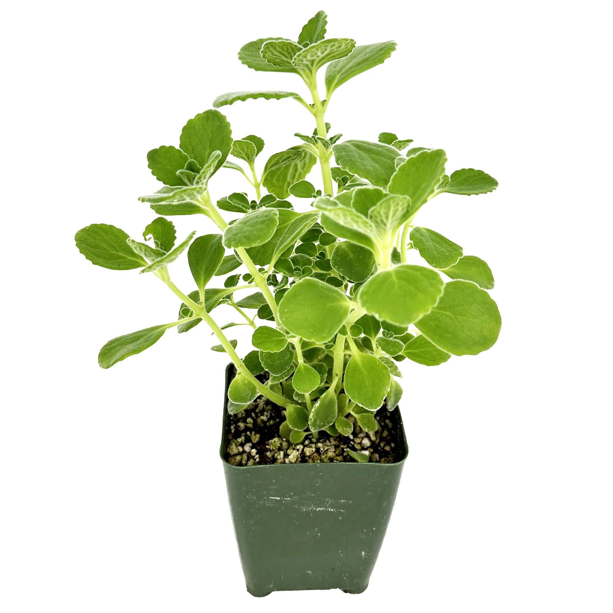 Plectranthus socotranus 'Mint of Socotra'