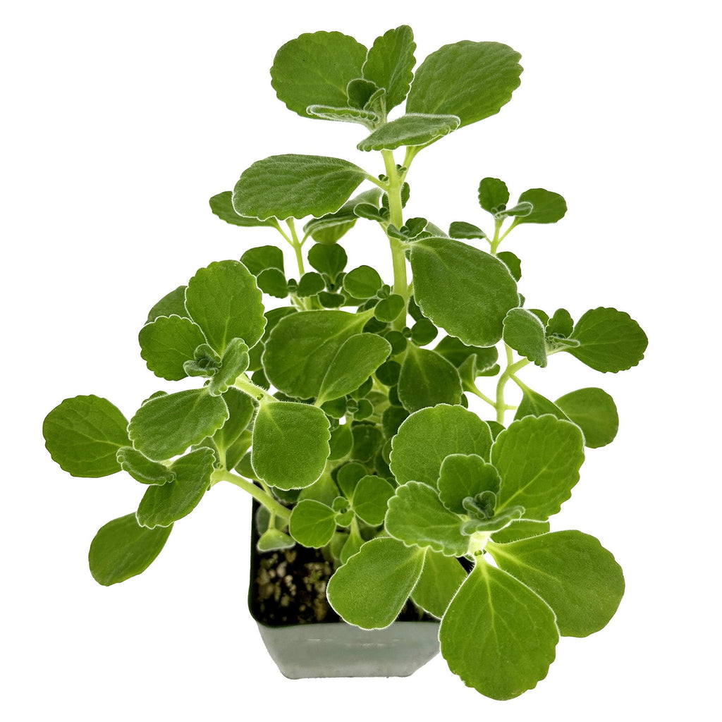 Plectranthus socotranus 'Mint of Socotra'