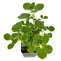 Plectranthus socotranus 'Mint of Socotra'
