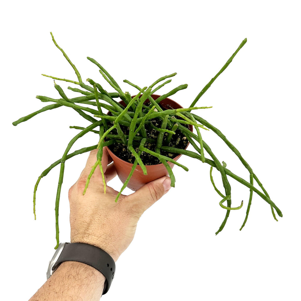 Rhipsalis paradoxa subsp. septentrionalis