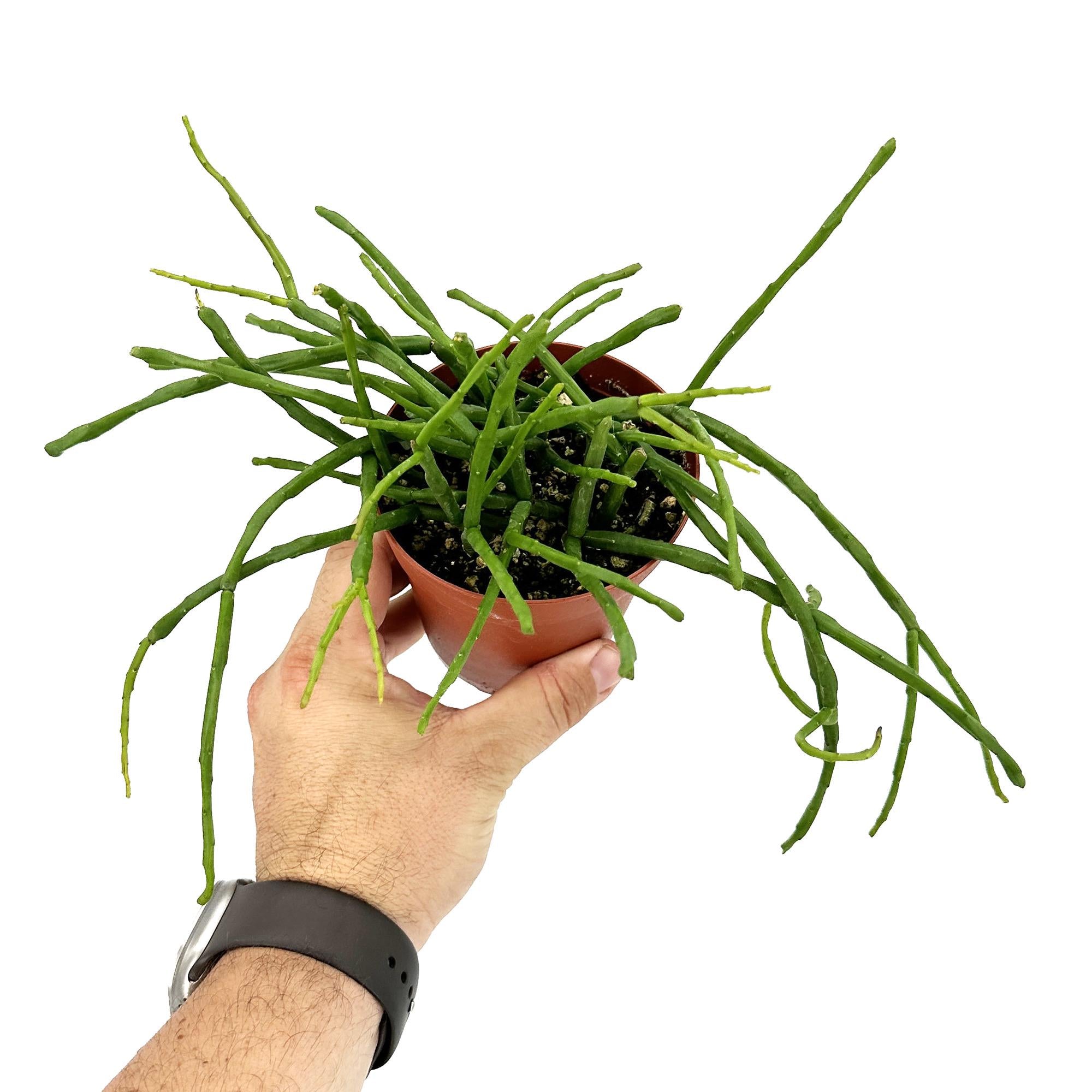 Rhipsalis paradoxa subsp. septentrionalis
