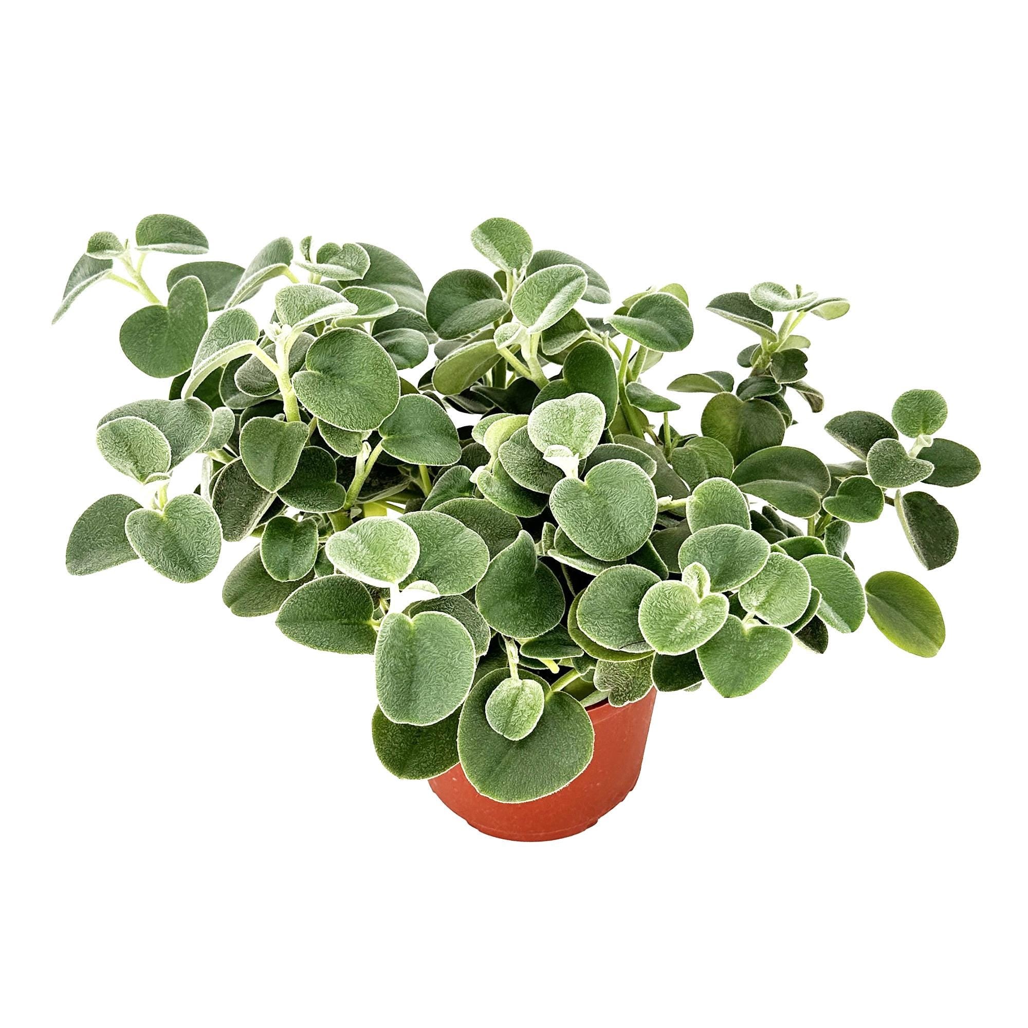 Peperomia incana 'Felted Peperomia'