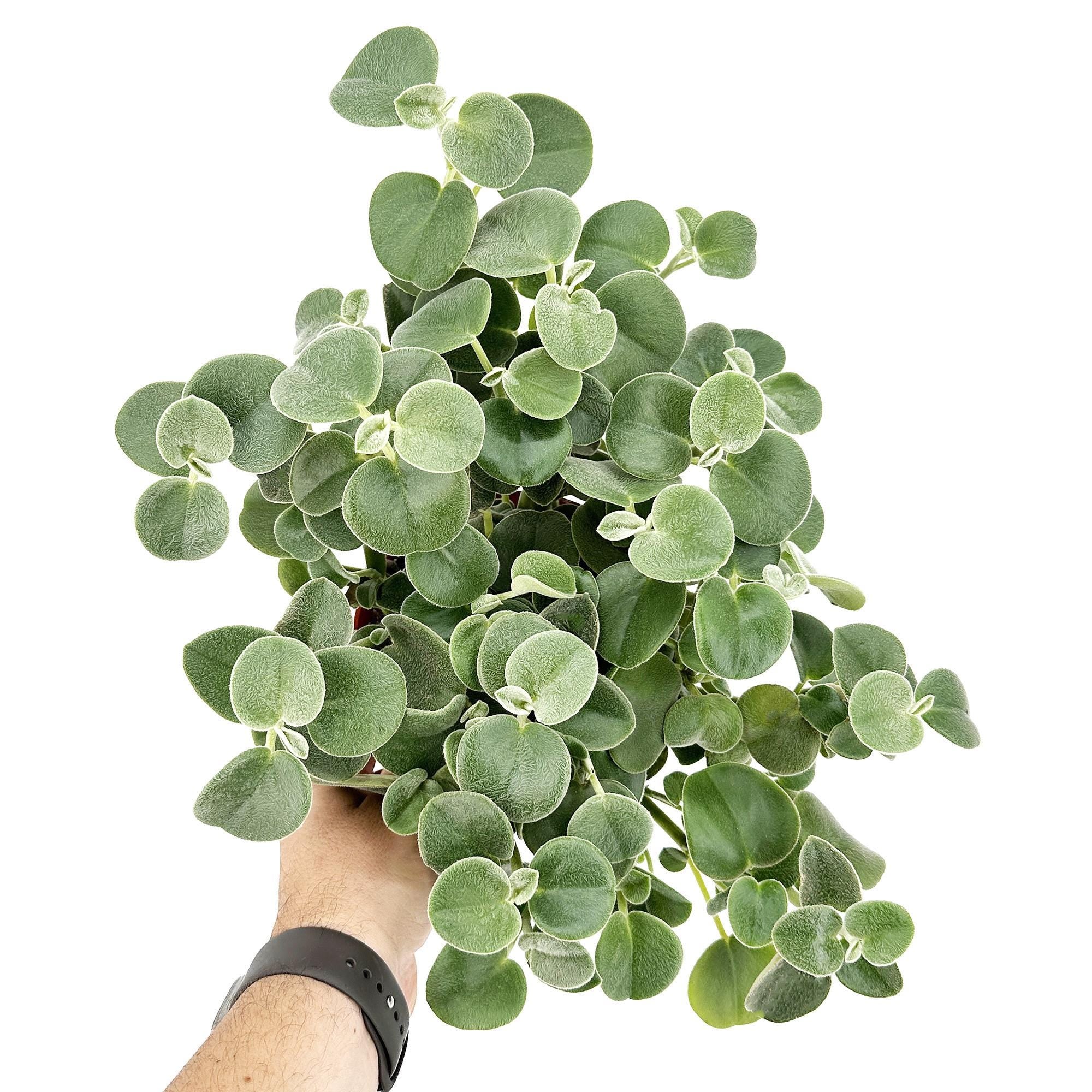 Peperomia incana 'Felted Peperomia'