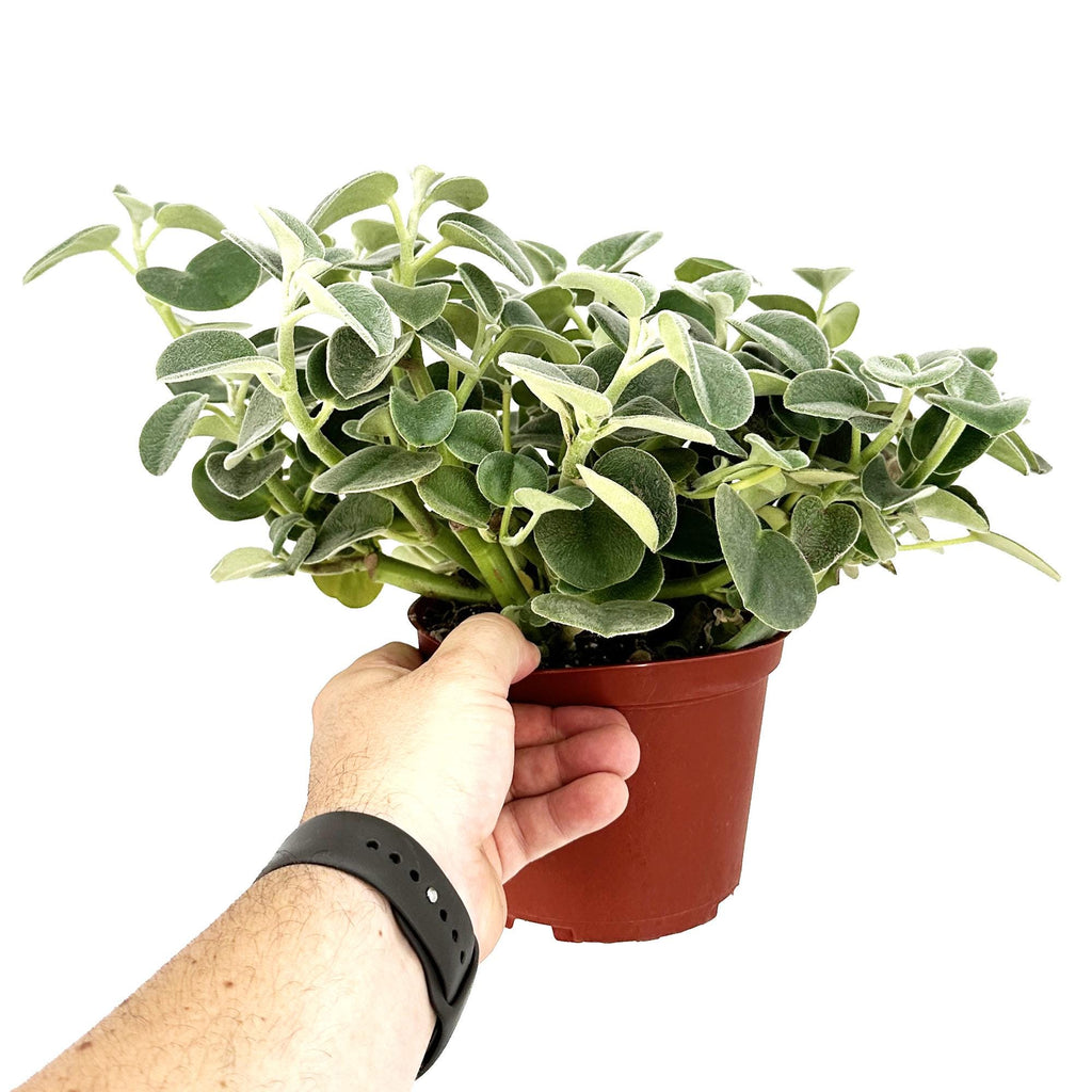 Peperomia incana 'Felted Peperomia'