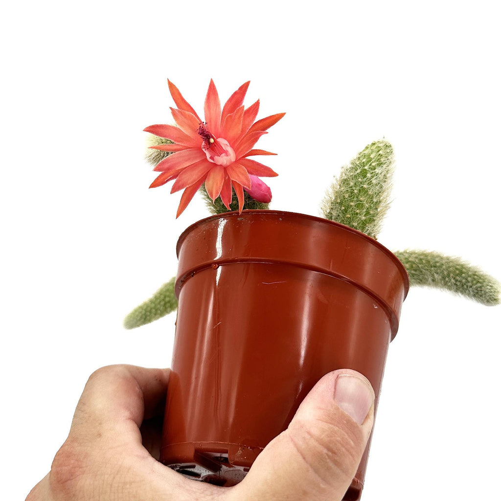 Hildewintera colademononis 'Monkey Tail Cactus'
