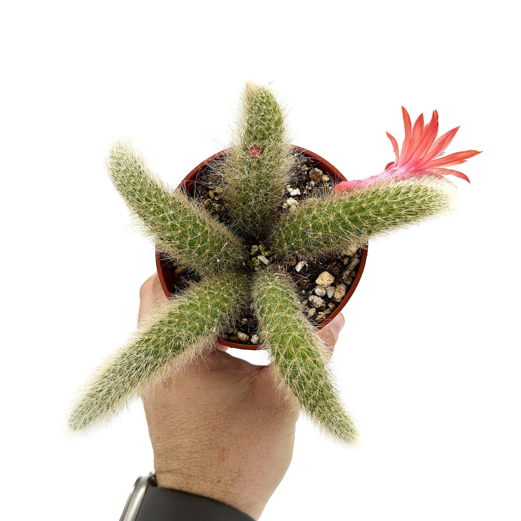 Hildewintera colademononis 'Monkey Tail Cactus'