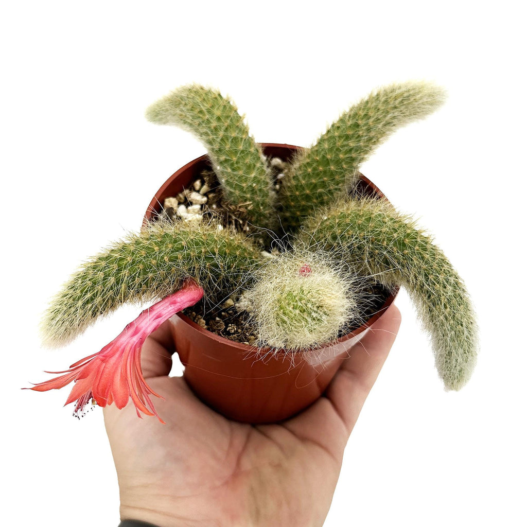 Hildewintera colademononis 'Monkey Tail Cactus'