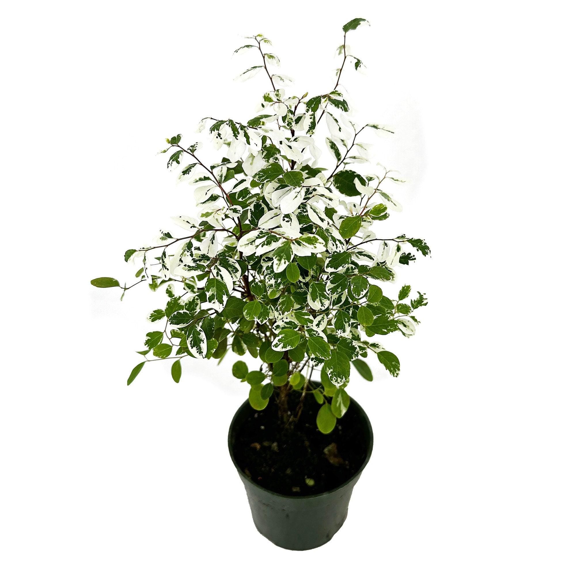 Breynia disticha ‘Snow Bush'