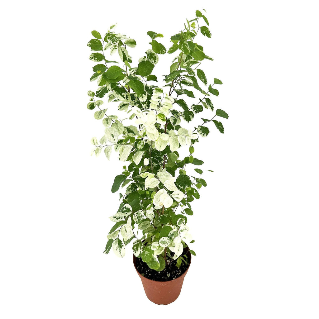 Breynia disticha ‘Snow Bush'
