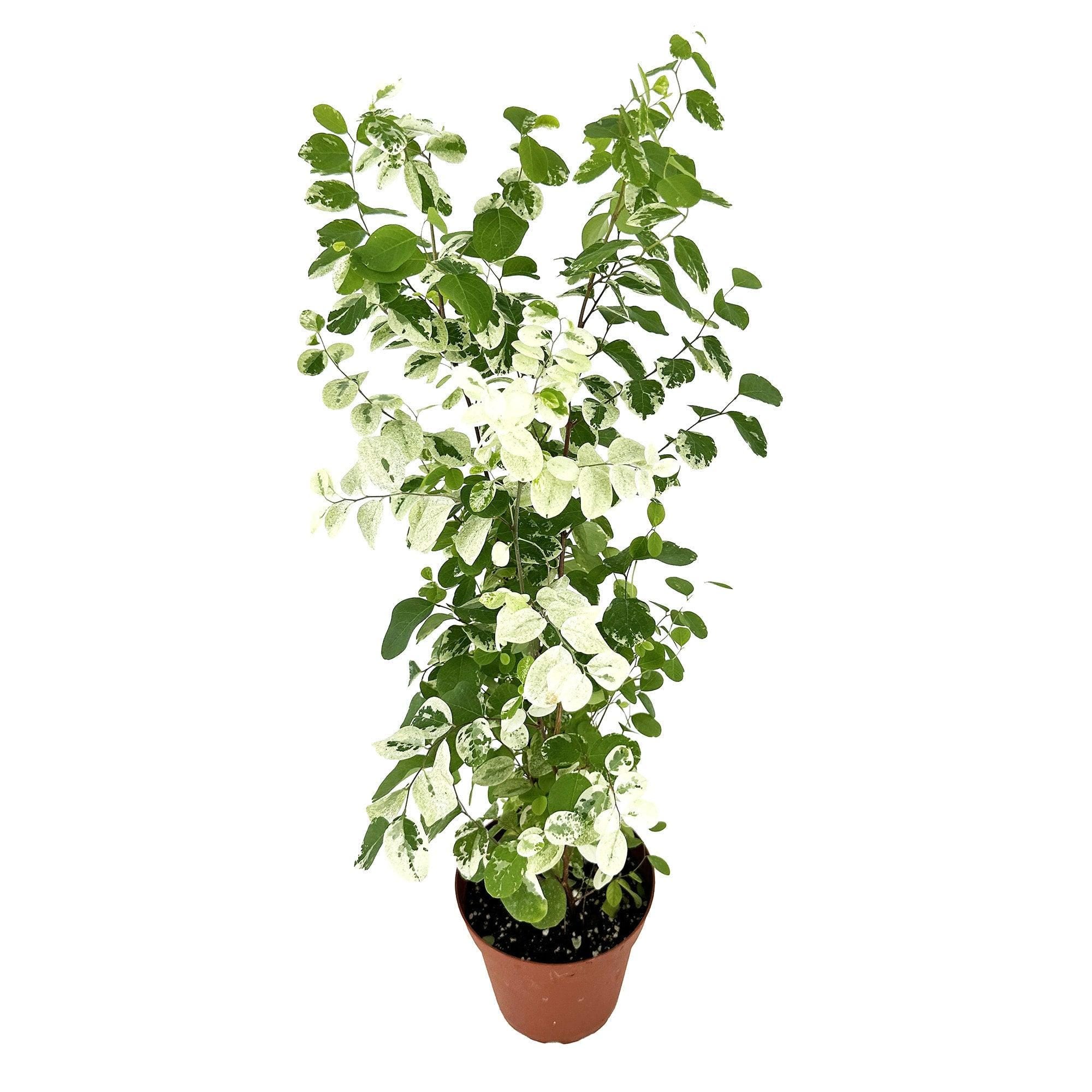 Breynia disticha ‘Snow Bush'