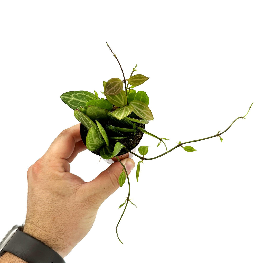 Dischidia ovata 'Watermelon'