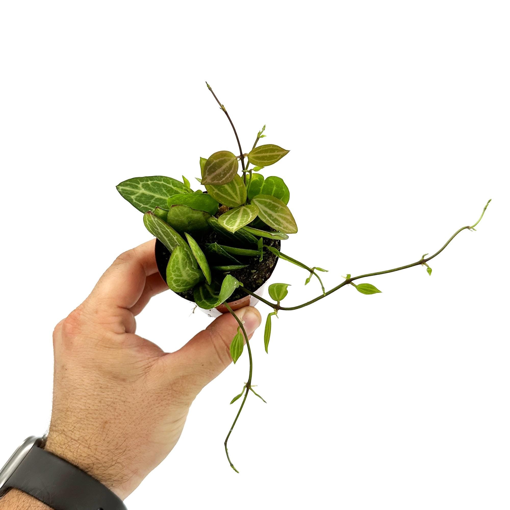 Dischidia ovata 'Watermelon'