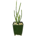 Seyrigia humbertii