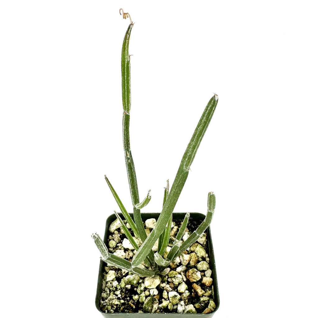 Seyrigia humbertii