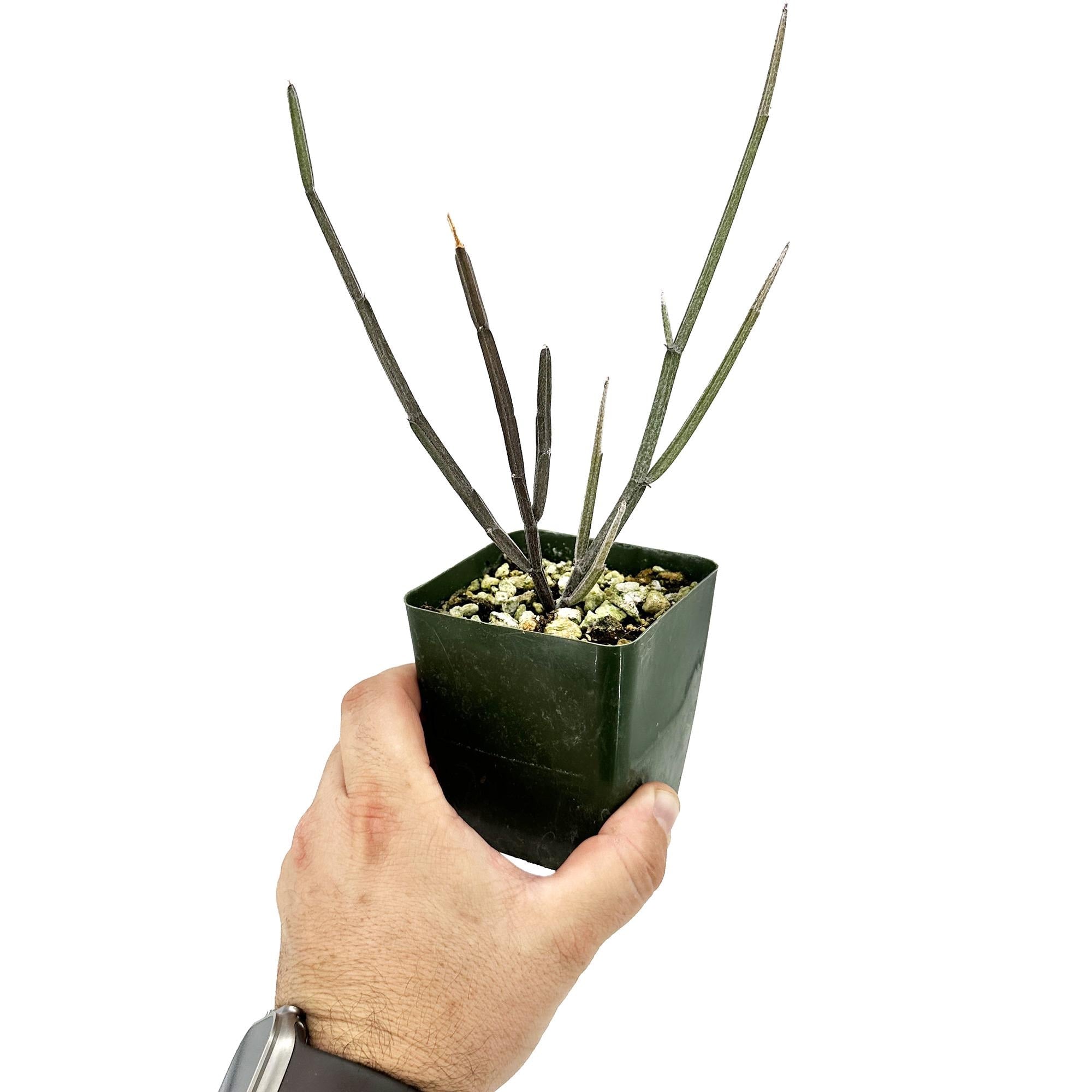 Seyrigia humbertii