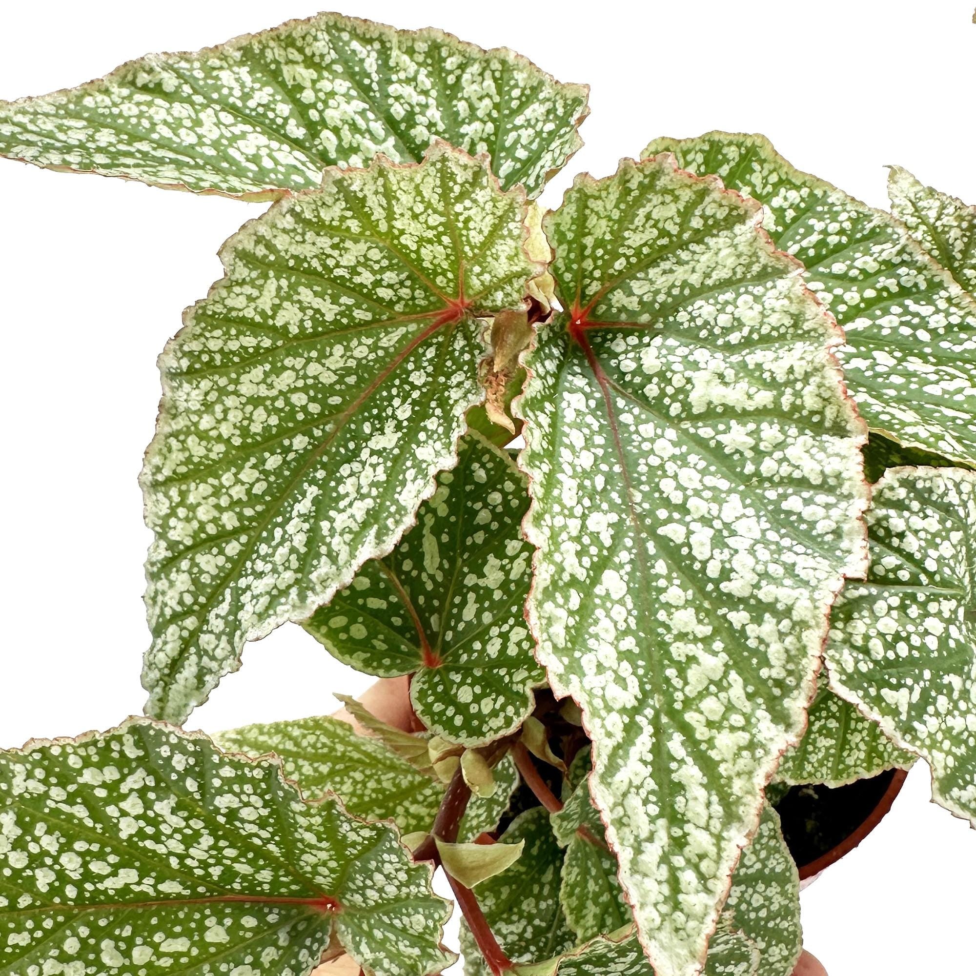 Begonia ‘Snow Capped'