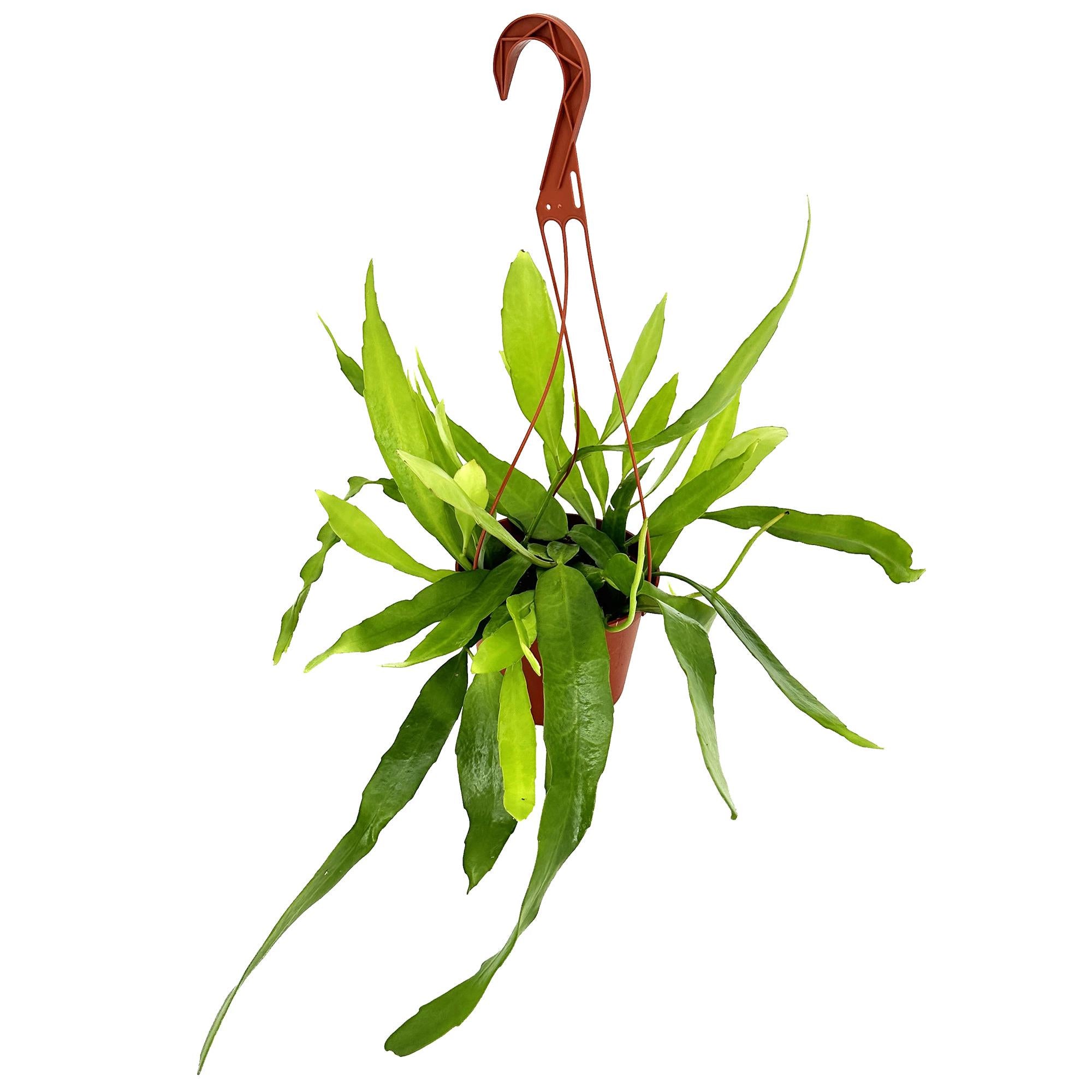 Epiphyllum pumilum