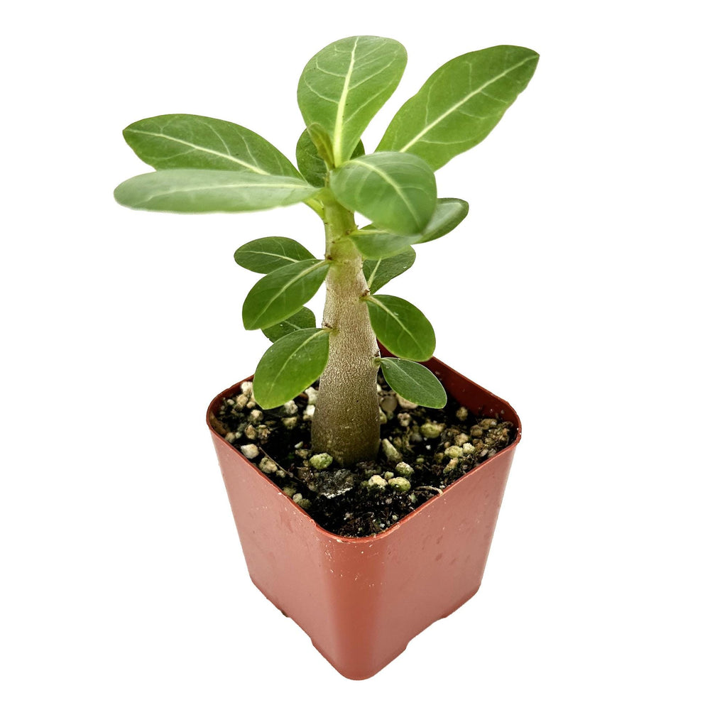 Adenium arabicum 'Desert Rose'