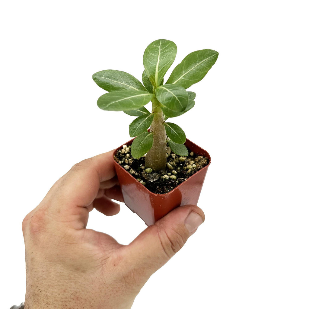 Adenium arabicum 'Desert Rose'