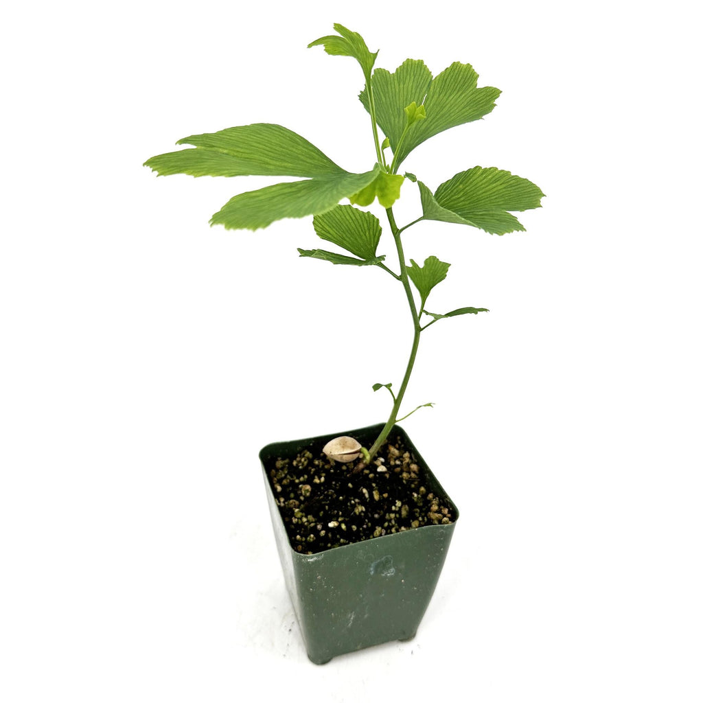 Ginkgo biloba 'Maidenhair Tree'