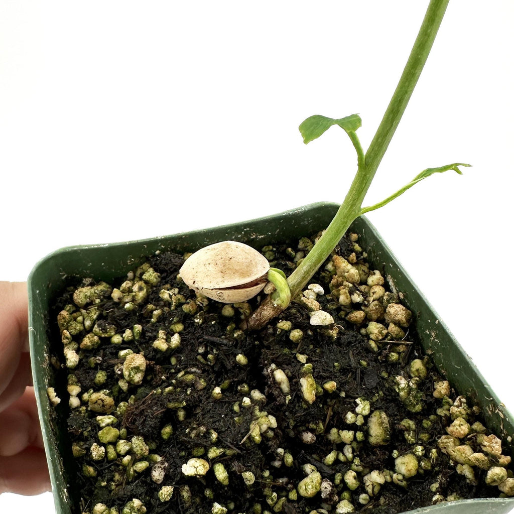 Ginkgo biloba 'Maidenhair Tree'