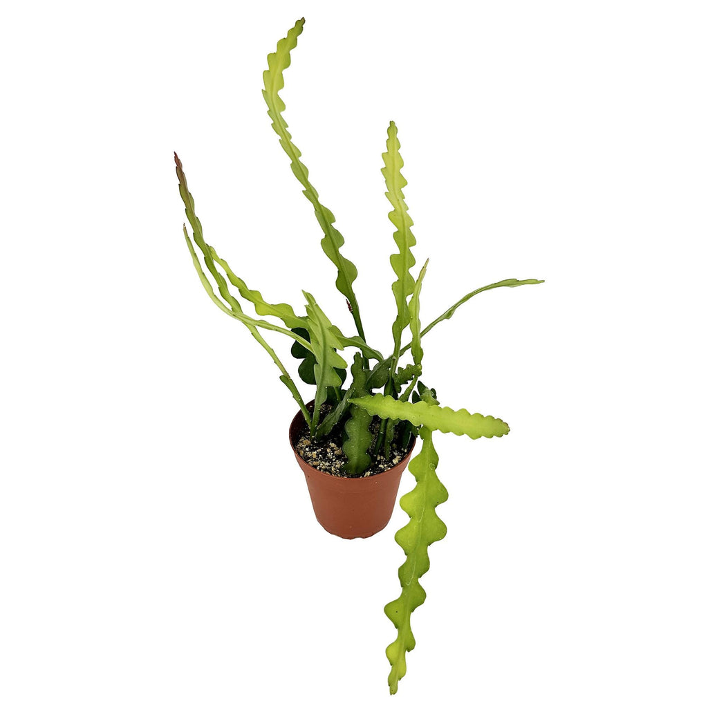 Epiphyllum anguliger 'Fishbone Cactus' 'Ric Rac Cactus'