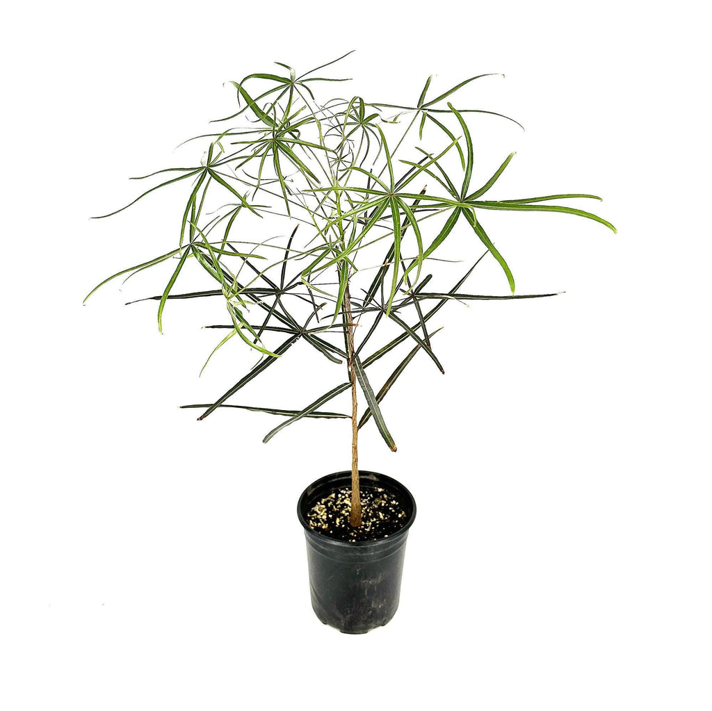 Brachychiton rupestris 'Queensland Bottle Tree'