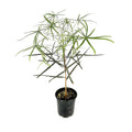 Brachychiton rupestris 'Queensland Bottle Tree'
