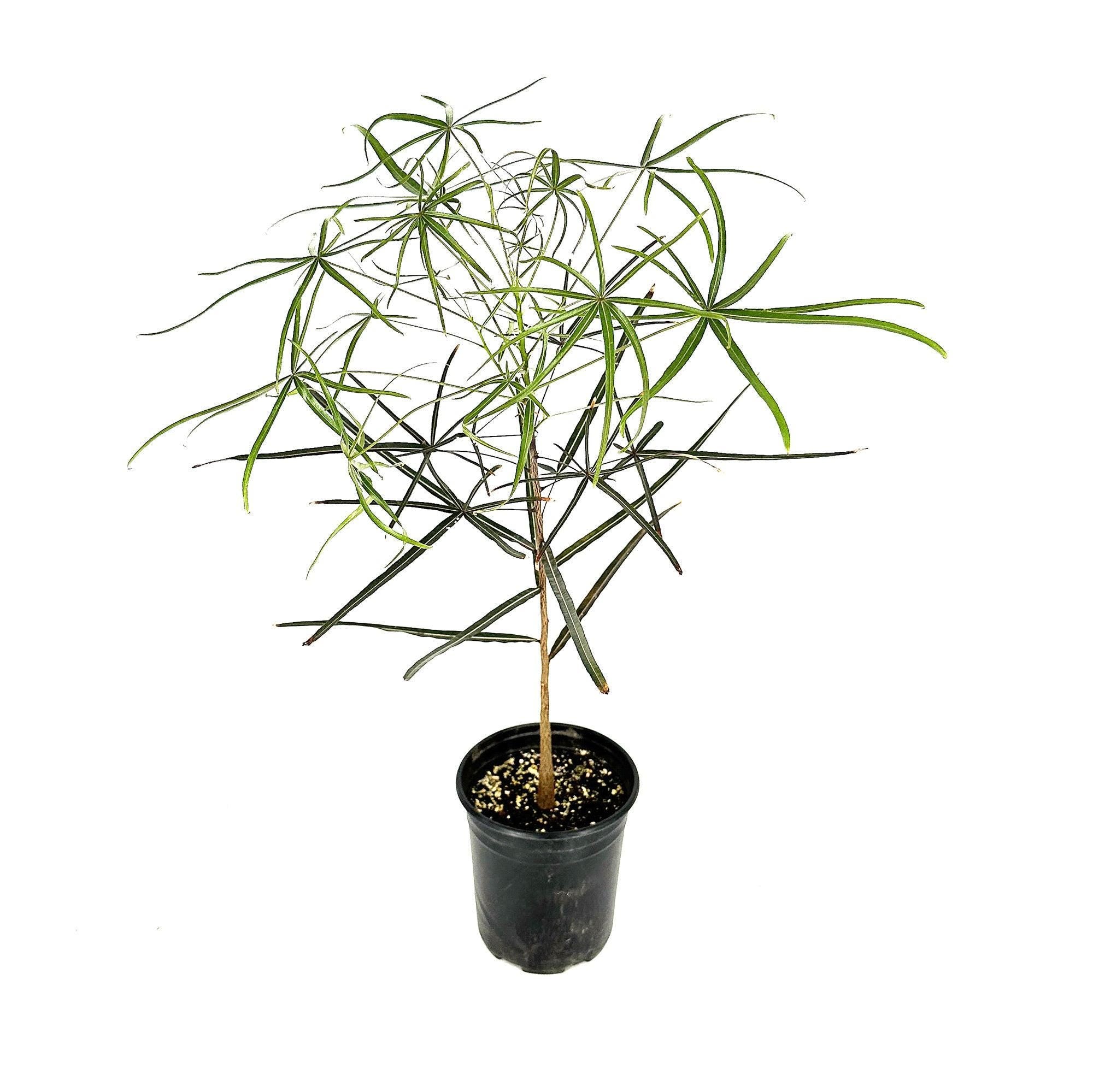 Brachychiton rupestris 'Queensland Bottle Tree'
