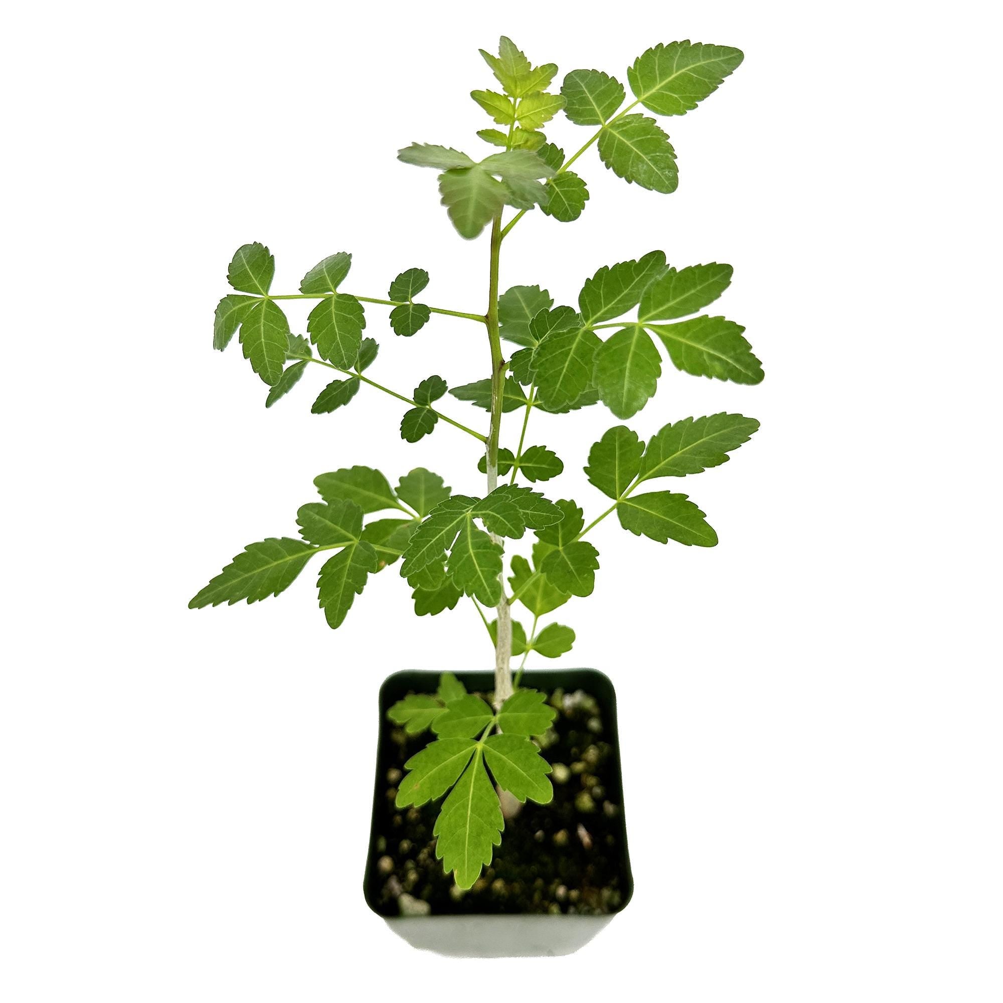 Bursera fagaroides 'Mini Elephant Tree'