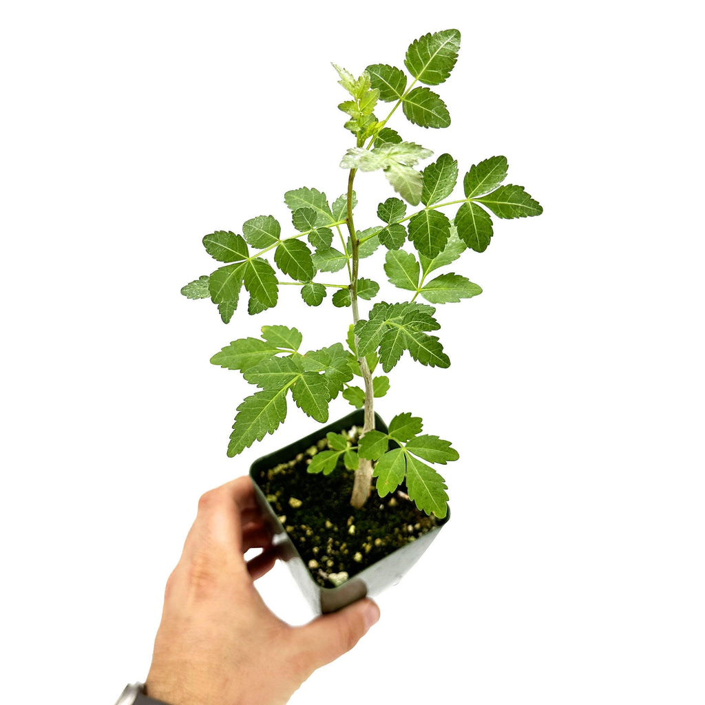 Bursera fagaroides 'Mini Elephant Tree'