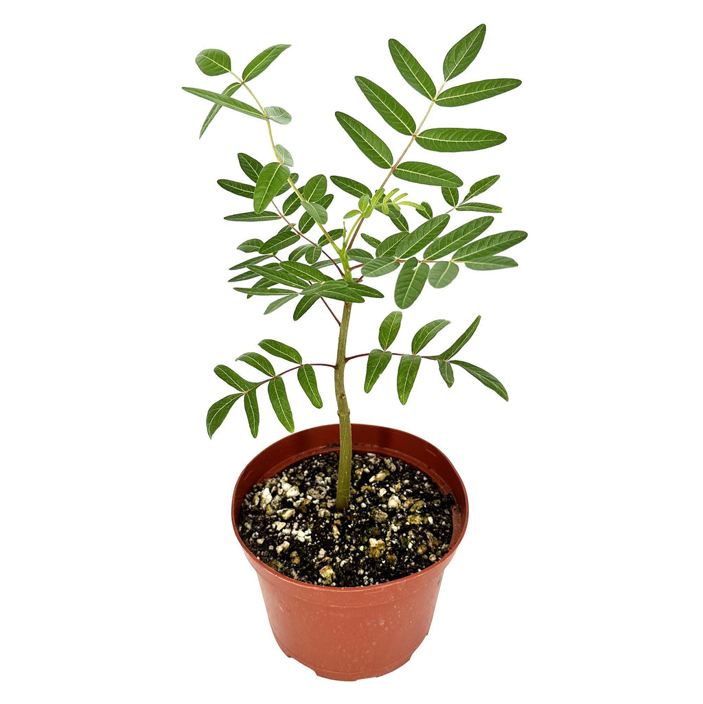 Erythrophysa aesculina 'Karoo Balloon Tree'