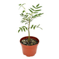 Erythrophysa aesculina 'Karoo Balloon Tree'