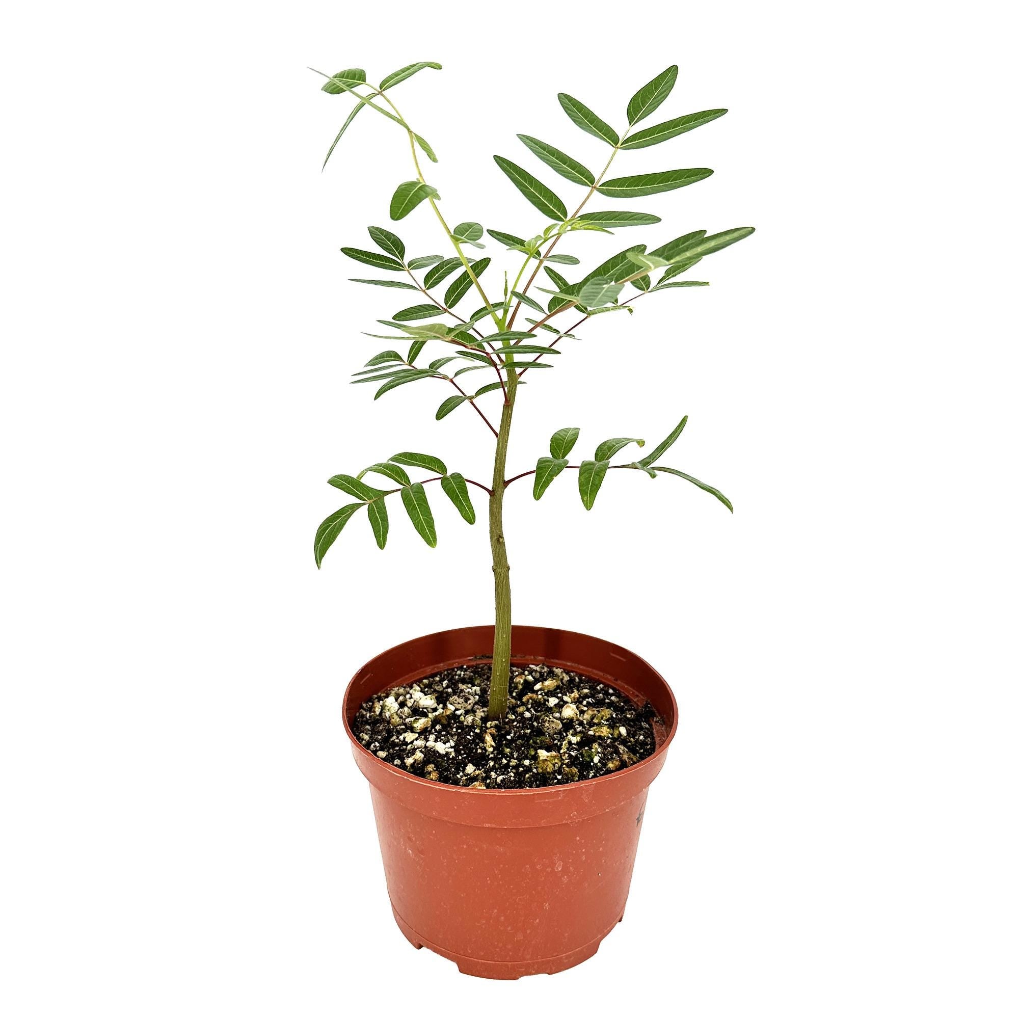 Erythrophysa aesculina 'Karoo Balloon Tree'