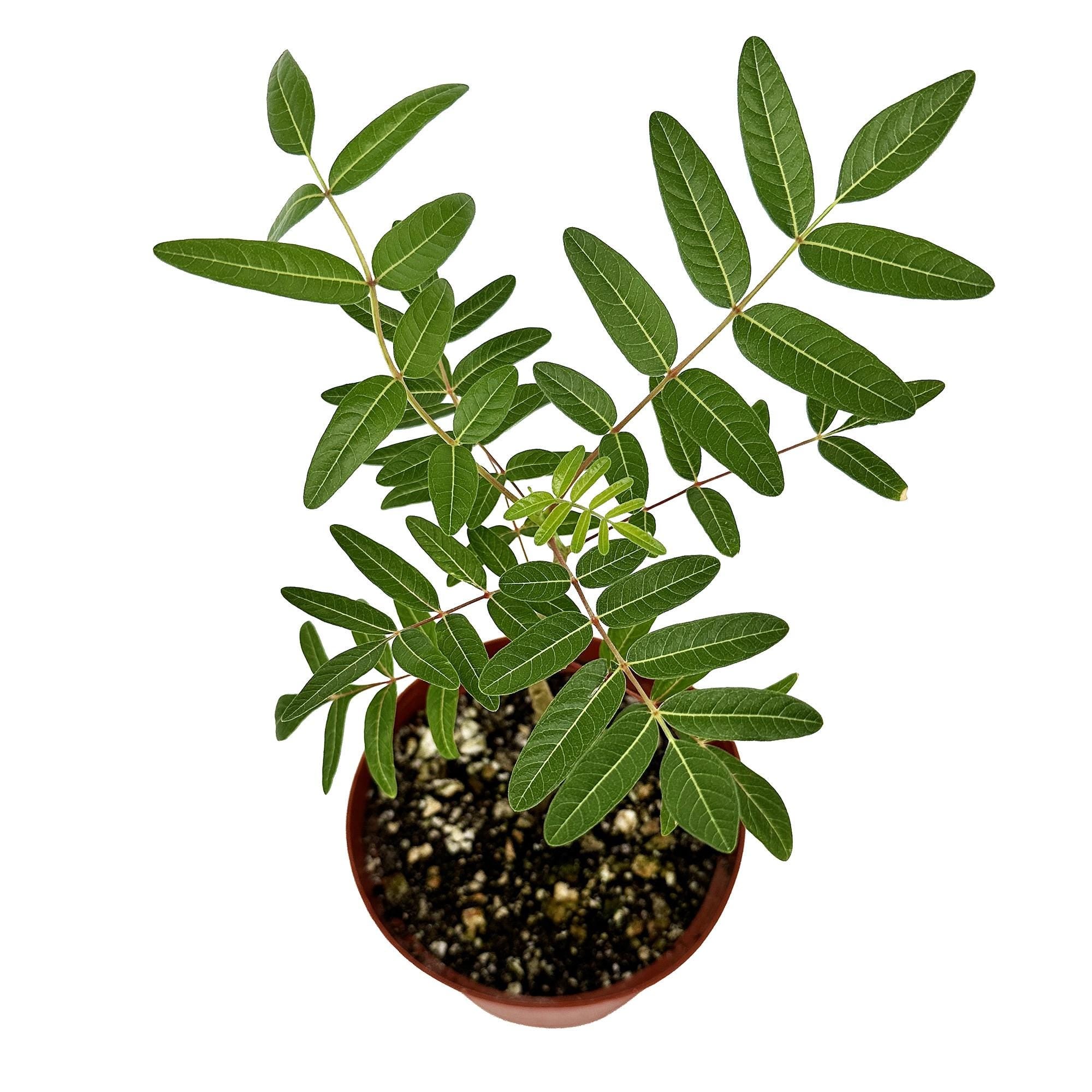 Erythrophysa aesculina 'Karoo Balloon Tree'