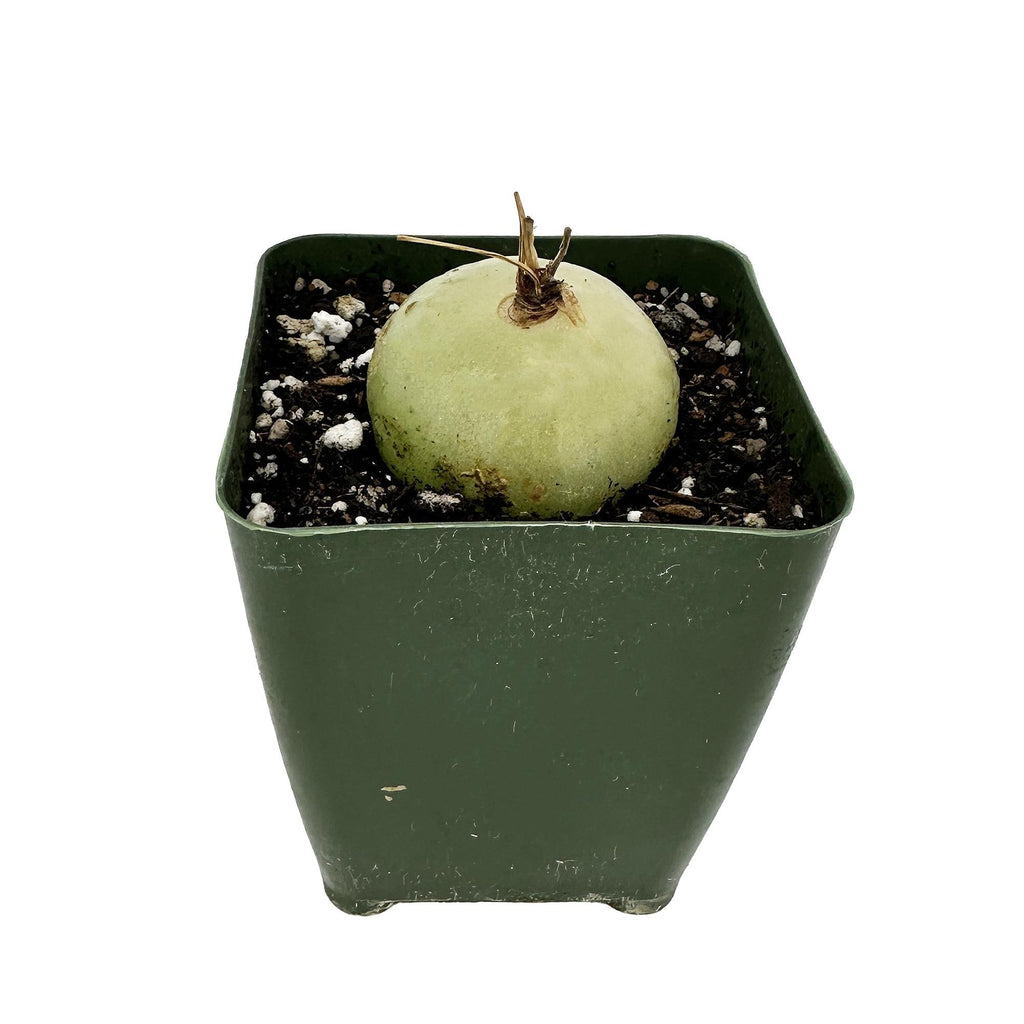 Bowiea volubilis 'Sea Onion'