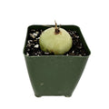 Bowiea volubilis 'Sea Onion'